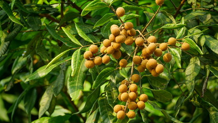 Close-up of longan fruit on tree