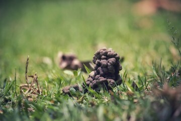 Earthworm Faeces with Selective Focus amid Grasses on Ground in Horizontal Orientation