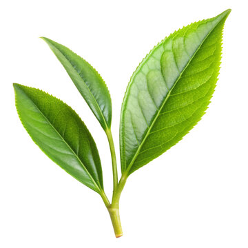 green tea leaf isolated