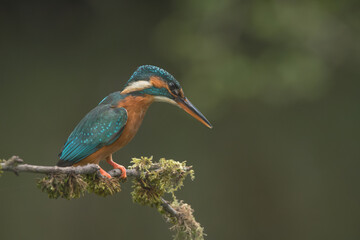 Female Common Kingfisher