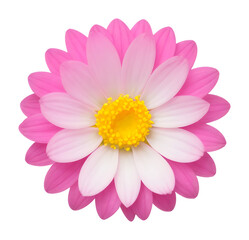Obraz premium pink and white flower isolated on transparent background, extracted, png file
