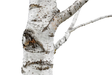 Naklejka premium Close-up of a birch tree, showcasing the unique texture and pattern of its white bark, isolated on a transparent background.