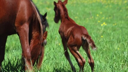 A cute foal peacefully grazing in a vibrant, lush green field, enjoying the serene rural scenery