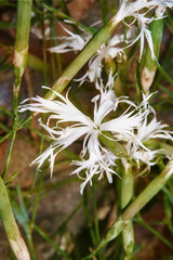 The Dianthus arenarius, or Sand Pink, is a small perennial forming a compact cushion with white flowers with very cut petals.