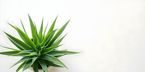 Lush Green Plant with Long Leaves Against a White Background. Concept Botanical Photography, Green Foliage, Minimalist Aesthetic, Nature Inspired, Studio Setting
