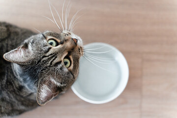 Domestic tabby cat approaches a bowl of food, bright sunlight falls on the floor and on the cat. High quality photo © Irina