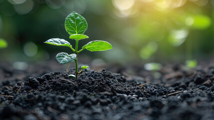 a plant growing out of dirt