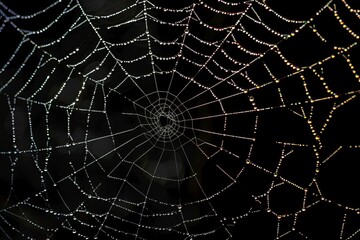 Obraz premium Capture the intricate symmetry of a spider's web, each strand a masterpiece of natural architecture woven with meticulous precision.