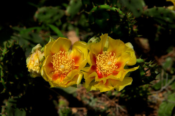  The beautiful Cactus flower in the garden.