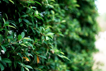 Korean banyan tree. Green leaves background.  Selective focus.