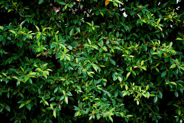 Korean banyan tree. Green leaves background.  Selective focus.