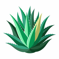Aloe dichotoma vector illustration on white background.  or Aloe vera