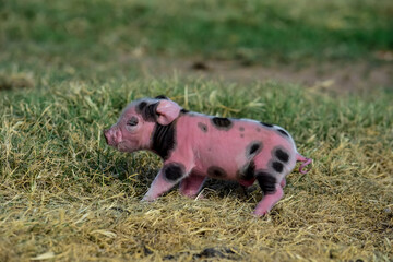 Piglet newborn baby, in farm landscape.