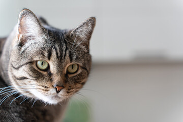 Obraz premium close-up portrait of cute domestic cat looking to the camera. High quality photo