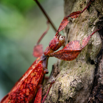 Close-up image of a red leaf insect or phyllium tobeloense.