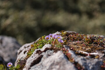 強風吹き荒れる尾根歩きで見た、白樺山のミヤマアズマギク