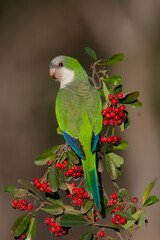 Parakeet perched on a bush with red berries , La Pampa, Patagonia, Argentina