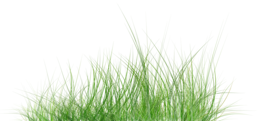 green grass isolated on white