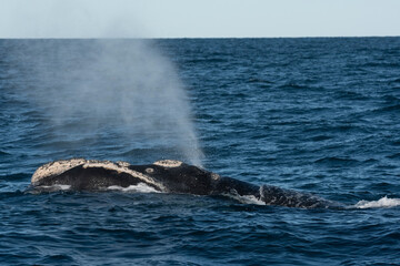 Obraz premium Sohutern right whales in the surface, Peninsula Valdes, Patagonia,Argentina