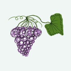 Hand drawn illustration, grapes, childish, colorful, kids, book