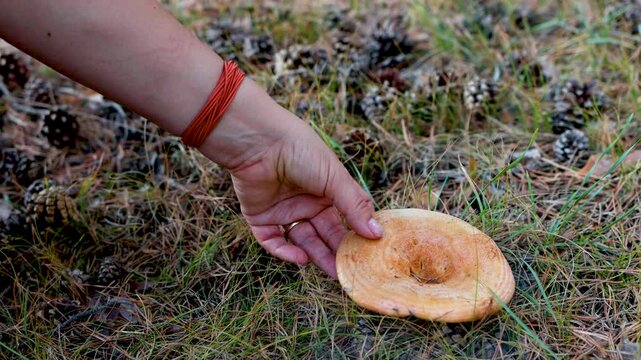 A woman cuts a mushroom in the forest with a knife, a chanterelle. When she cuts it, the spores spread.