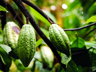 Unripe green cacao pods on cacao tree, Close-up