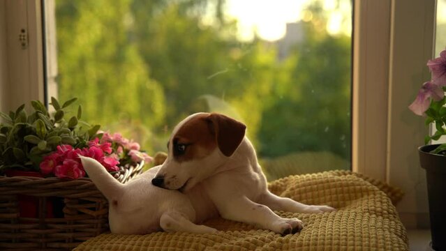 Puppy licks and bites the paw, little puppy lies in at window