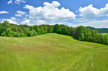 Beautiful summer landscape in the mountains with blooming meadow with flowers and forested hills, Low Beskids (Beskid Niski), Poland