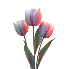 Fototapeta premium Fuchsia Tulip Flowers on transparent background with National Significance