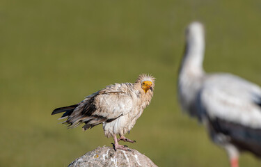 Egyptian Vulture (Neophron percnopterus), also called the White Scavenger Vulture or Pharaoh's Chicken. A stork as a silhouette in the frame. Photographed in Turkey.