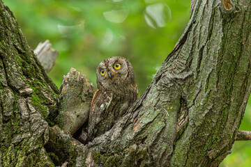 Turkey's smallest owl species: Scops owl (Otus scops)