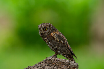 Turkey's smallest owl species: Scops owl (Otus scops)