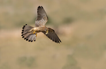 Small kestrel. It was photographed in the Konya region of Turkey, while it was flying and carrying the hunted food in its mouth to its young.