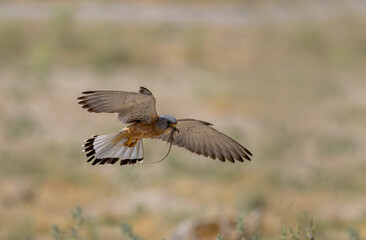 Small kestrel. It was photographed in the Konya region of Turkey, while it was flying and carrying the hunted food in its mouth to its young.