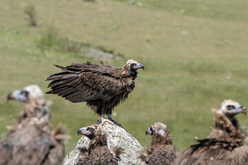Black vulture. Photographed in Bolu region, Turkey.