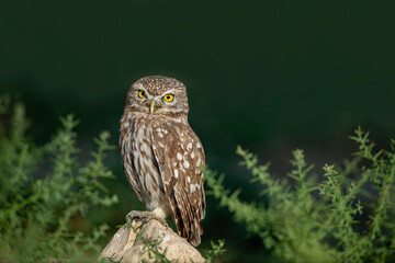 Little owl. A small owl species from the Owl family. Photographed in Izmir, Turkey.