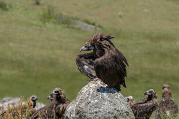 Black vulture. Photographed in Bolu region, Turkey.