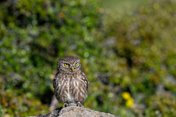 little owl A small owl species from the Owl family. Photographed in Izmir, Turkey.