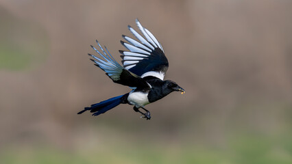 Magpie is a genus that includes long-tailed bird species from the corvidae family and is the common name of the bird species that make up the genera Pica, Urocissa, Cissa and Cyanopica.