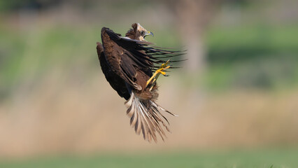 Red hawk is a species of bird of prey belonging to the hawks subfamily of the hawk family. It is the tuygun that most closely resembles the black rookie; Sometimes it resembles a hawk while gliding.
