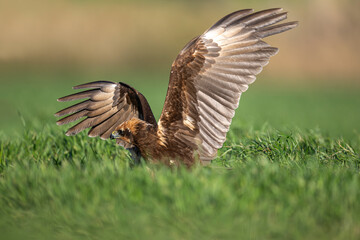 Red hawk is a species of bird of prey belonging to the hawks subfamily of the hawk family. It is the tuygun that most closely resembles the black rookie; Sometimes it resembles a hawk while gliding.
