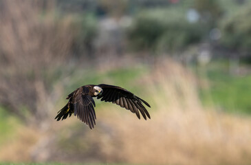 Red hawk is a species of bird of prey belonging to the hawks subfamily of the hawk family. It is the tuygun that most closely resembles the black rookie; Sometimes it resembles a hawk while gliding.