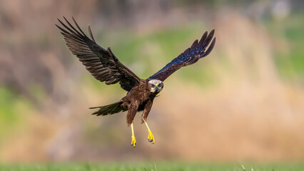 Red hawk is a species of bird of prey belonging to the hawks subfamily of the hawk family. It is the tuygun that most closely resembles the black rookie; Sometimes it resembles a hawk while gliding.
