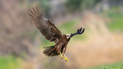 Red hawk is a species of bird of prey belonging to the hawks subfamily of the hawk family. It is...