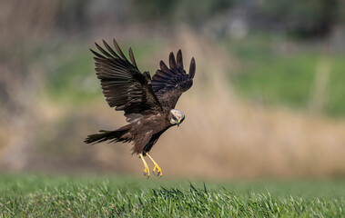 Red hawk is a species of bird of prey belonging to the hawks subfamily of the hawk family. It is the tuygun that most closely resembles the black rookie; Sometimes it resembles a hawk while gliding.