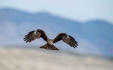Black kite is a medium-sized kite species from the sparrowhawk family. It was photographed in the Malatya region of Turkey.