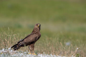 The booted eagle is a mostly migratory bird of prey with a wide distribution in the Palearctic and South Asia. Photographed in the Bolu region, Turkey.