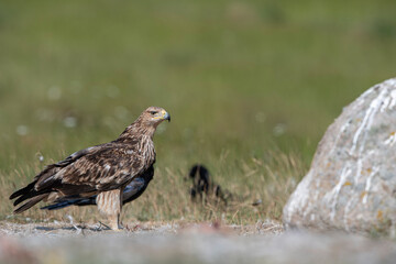 The booted eagle is a mostly migratory bird of prey with a wide distribution in the Palearctic and South Asia. Photographed in the Bolu region, Turkey.