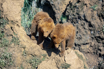 Beautiful brown bear cubs playing on a mountain ridge