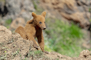 Cute brown bear cub sitting on a mountain ridge © Arturo